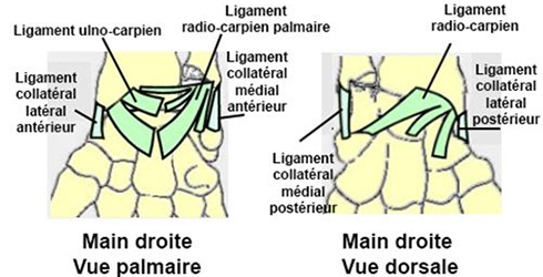 schéma entorse poignet